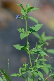 Image result for Platostoma coeruleum