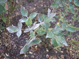 Maybe you would like to learn more about one of these? Problems With Roses Common Diseases For Rose Bushes