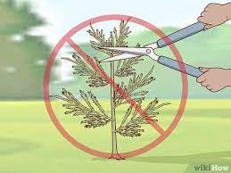 To trim arborvitae properly, trim the terminal tips of the foliage. 3 Ways To Prune Arborvitae Wikihow