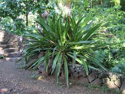 Image result for Crinum asiaticum