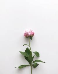 Flatlay Mockup With Peony Flowers Hd Photo By Diana Bode Yolo Berlin On Unsplash White Background Instagram Stock Images Free White Background Photo