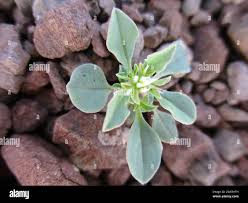 Image result for Hermbstaedtia