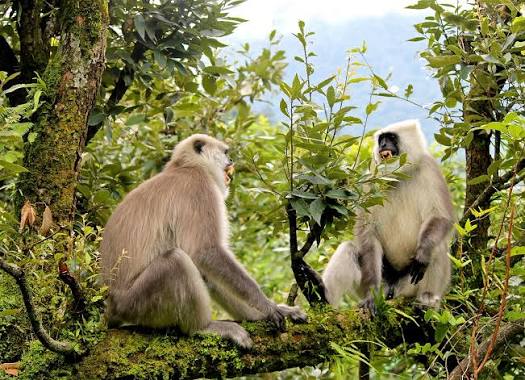 Living With Himalayan Langurs | Nature inFocus