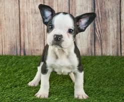 French bulldogs, often called frenchies, look like mini versions of traditional bulldogs, except they have distinct batlike ears. Frenchton Puppy Tips Boston Terrier Frenchton Dog Terrier