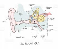 Image result for Bacterial Labyrinthitis