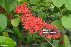 Image result for Ixora sp. A