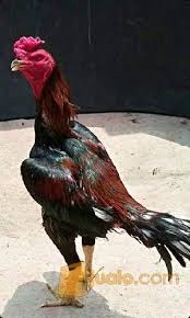 Ayam Bangkok Pakhoy Ori Full Pukul Badan Jakarta Barat Jualo