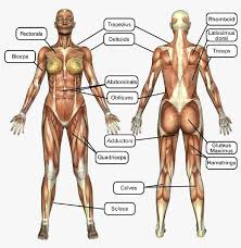 Female Muscle Chart Muscle Names Major Muscles Muscle
