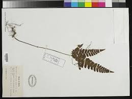 Image result for Triplophyllum