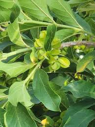 Image result for Combretum kraussii