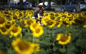 Padang bunga matahari , saraburi. Menikmati Taman Bunga Matahari Di Bangkok
