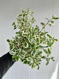 Image result for Rhamnus staddo