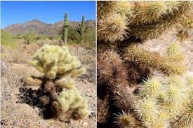 Seriously, with all the various types of cacti, there is absolutely no reason why you shouldn't grow at least one for yourself! Identifying Common Arizona Cacti Prickly Pear Saguaro Jumping Cholla And More Homes For Sale Real Estate In Scottsdale Az Az Golf Homes