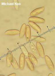 Image result for Boletus separans