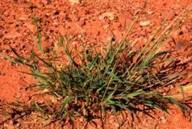 Image result for Urochloa serrata