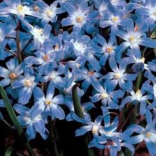This substance is not secreted affected plants often appear to be growing well, then suddenly wilt or die. Pin On Yard Garden Ideas