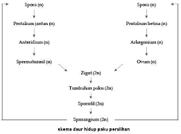 Susunlah skema pergiliran keturunan (metagenesis) pada tumbuhan paku (pteridophyta). Perkembangbiakan Reproduksi Paku Tatangsma Com