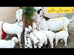 Date 12 3 2020 03356051560 بکریاں بچوں والی تین بکریاں چھ بچے 126500 کی Youtube In 2020 Dating Goat Farming Animals