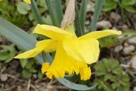 I fiori di questo gruppo sono simili al narciso triandrus, generalmente con più fiori penduli per scapo e spesso con tepali retroflessi. Narciso Coltivazione