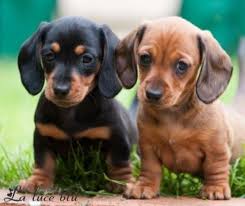 Soooo Adorable Dachshund Puppies Daschund Puppies Puppies