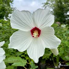 Image result for Hibiscus schinzii
