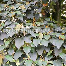 Image result for Croton dichogamus