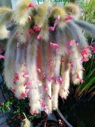 They produce bright, red flowers that are particularly very decorative. Monkey Tails Plants Weird Plants Cacti And Succulents