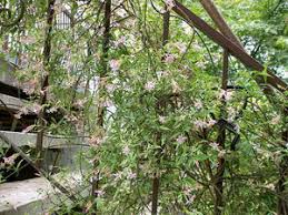 Image result for Jasminum schimperi