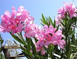 We would like to show you a description here but the site won't allow us. Arizona Pink Flowers By Emily Reed Artwanted Com