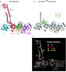 Image result for BRCA2