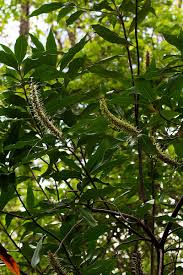 Image result for Faurea saligna