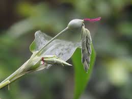 Image result for Coix lacryma-jobi