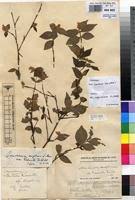 Image result for Mostuea hirsuta