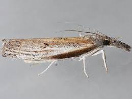 Image result for Disperis mozambicensis