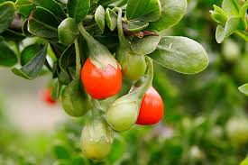 Image result for Lycium pilifolium