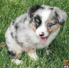 Mini australian shepherd puppies colorado. Miniature Australian Shepherd Puppies For Sale In Colorado Puppies Australian Shepherd Puppies Miniature Australian Shepherd Puppies