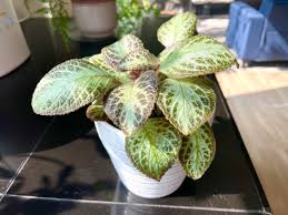 Image result for Episcia reptans