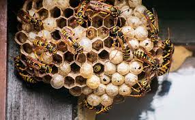 Bees are very different from wasps. Bee Wasp Hornet A Guide To Stinging Insects