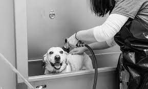 Guests with dogs are assigned to rooms on the fourth floor. Expert Veterinary Care In Downtown Memphis The Pet Hospitals