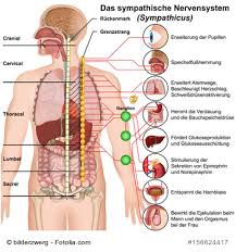 Von außen nach innen finden sich die knochenhaut, die schicht der kompakta, die schicht der spongiosa und die innere knochenhaut. Sport Und Vegetatives Nervensystem Jg Personal Training By Jorg Gerstmann