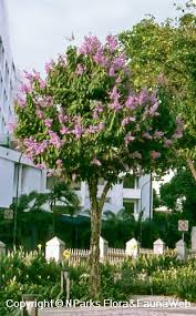 Image result for Lagerstroemia speciosa