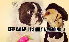 These quotes may help you to prepare a speech, a toast or a slideshow. Funny Marriage Advice