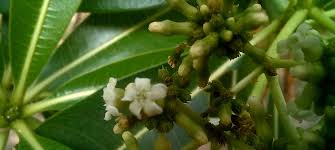 Image result for Rauvolfia afra