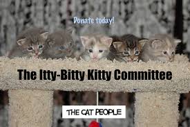 Check spelling or type a new query. Itty Bitty Kitty Committee The Cat People