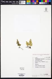 Image result for Crepidomanes chevalieri