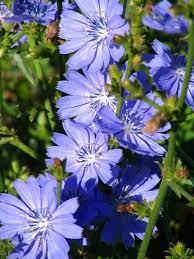 Is Chicory Good For You Ask Dr Weil Plants Bach Flowers Purple Garden