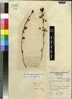 Image result for Brackenridgea zanguebarica