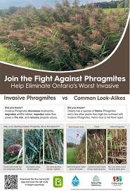 Image result for Phragmites