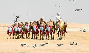 Camels are judged on their size, form, posture and colour. Al Dhafra Festival Showcases Emirati Traditions