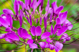 Image result for Cleome spinosa